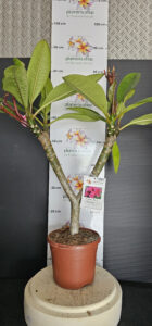 Plumeria rubra "Malika"