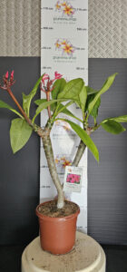 Plumeria rubra "Malika"