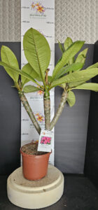Plumeria rubra "Malika"