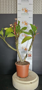 Plumeria rubra "Boutique"