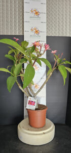 Plumeria rubra "Epic"