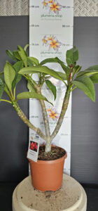 Plumeria rubra "Pizzaz"