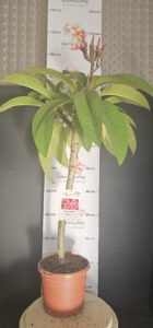 Plumeria rubra "Epic"