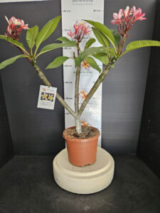 Plumeria rubra "Mojito"