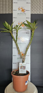 Plumeria rubra "Gemini"