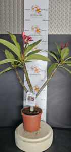 Plumeria rubra "Orange 60"