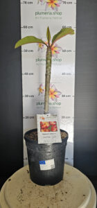 Plumeria rubra "Santas Gift"