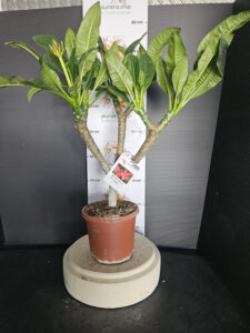 Plumeria rubra "Pizzaz"