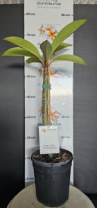 Plumeria rubra "JL Mr. Ambassador"