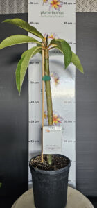 Plumeria rubra "Hope"