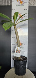 Plumeria rubra "Yellow Jack"