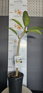 Plumeria Acutifolia