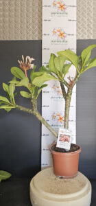 Plumeria rubra "Boutique"