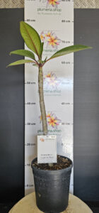 Plumeria rubra "Light of Peace"