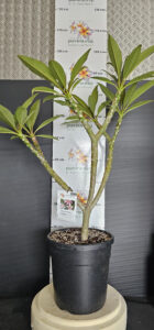 Plumeria rubra "Gemini"