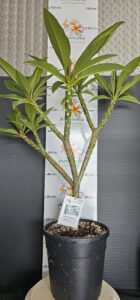 Plumeria rubra "Gemini"