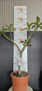 Plumeria rubra "Cardinal"