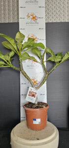 Plumeria rubra "Boutique"