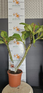 Plumeria rubra "Boutique"