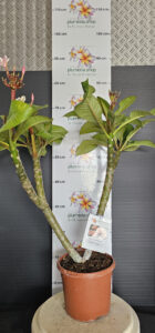 Plumeria rubra "Boutique"