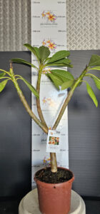 Plumeria rubra "Gam Mam"