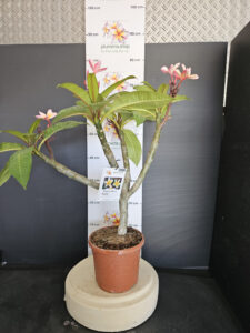 Plumeria rubra "Mojito"