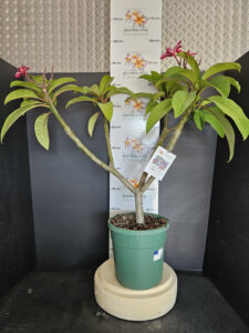 Plumeria rubra "Epic"