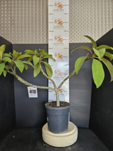 Plumeria rubra "Epic"