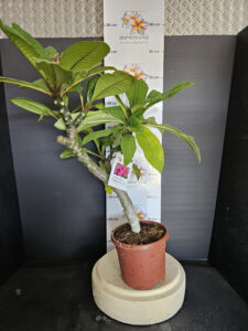 Plumeria rubra "Malika"