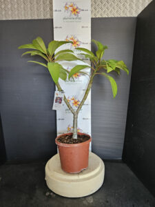 Plumeria rubra "Epic"