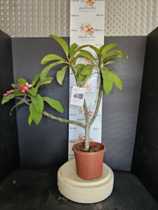 Plumeria rubra "Epic"