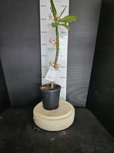 Plumeria rubra "Phantom"