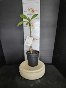 Plumeria rubra "No Regret"