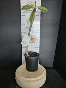 Plumeria rubra "Black Purple"