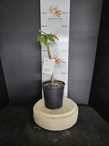 Plumeria rubra "Mont Blanc"