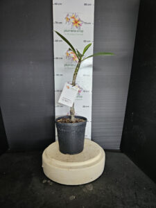 Plumeria rubra "No Regret"