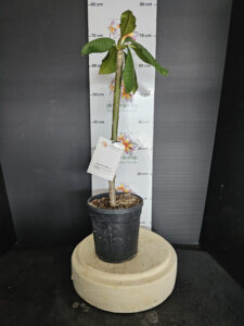 Plumeria rubra "Gino"