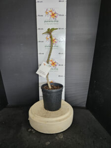 Plumeria rubra "Dwarf Metallica"