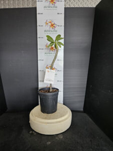Plumeria obtusa "Dwarf Singapore White"