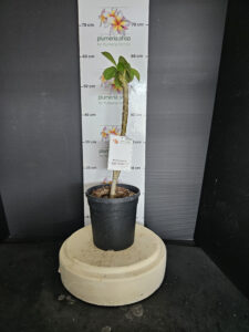 Plumeria rubra "Mont Blanc"