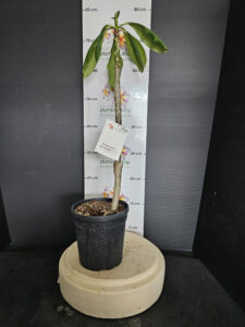 Plumeria rubra "Teufel"