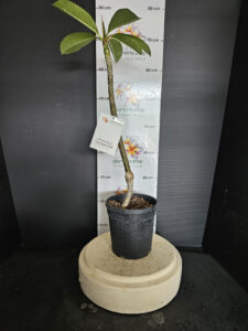 Plumeria rubra "Thai Mango Blush"