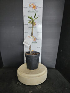 Plumeria obtusa "Dwarf Singapore White"