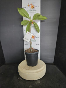 Plumeria rubra "Black Purple"