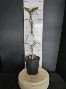 Plumeria rubra "Bangkok Fire"