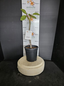 Plumeria rubra "Nui Delight"