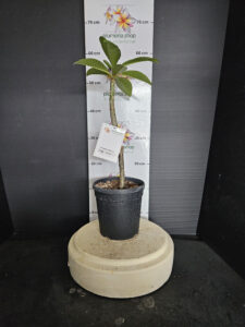 Plumeria rubra "Orange Violet"