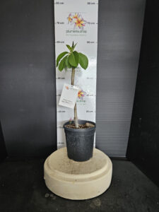 Plumeria rubra "Mont Blanc"