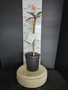Plumeria rubra "Kukiat Fantasia"