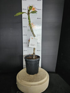 Plumeria rubra "Armageddon"